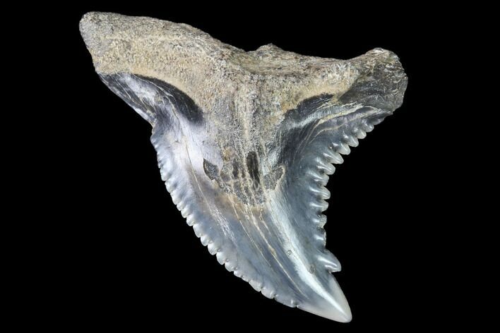 Hemipristis Shark Tooth Fossil - Virginia #96534